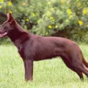 Working Kelpie