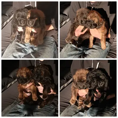 Galerie-Bild von Hundezucht von dem grünen Felde in Niedersachsen, mit Eindrücken unserer Do Khyi-Zucht.