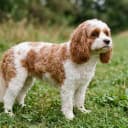 Foto der Rasse Cavapoo