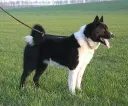 Karelischer Bärenhund