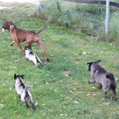 Bild aus Orchidee vom Angerberg  in Bayern, wo unsere Mops-Hunde in einer liebevollen Umgebung aufwachsen.