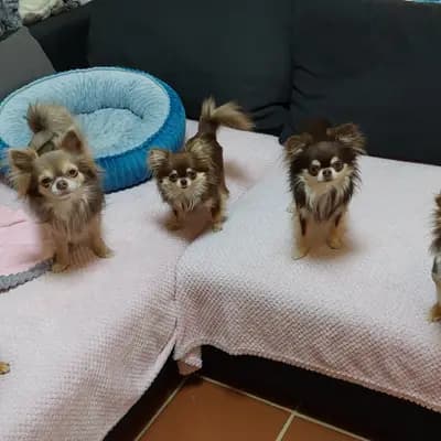 Bild aus Chihuahua vom Glückstal  in Bayern, wo unsere Chihuahua-Hunde in einer liebevollen Umgebung aufwachsen.