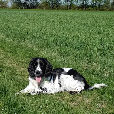 Titelbild von English Springer Spaniel vom Leiningerland in Rheinland-Pfalz, Heimat unserer English Springer Spaniel-Zucht.