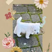 Westi's vom Friesenhus cover