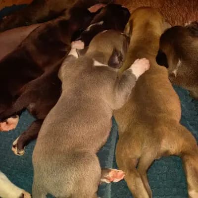 Galerie-Bild von Burnhardt's American XXl Bully in Saarland, mit Eindrücken unserer American Bully-Zucht.