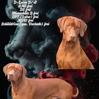 Deckrüde Rhodesian Ridgeback *Livernose* - Rhodesian Ridgeback Welpe in Niedersachsen