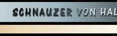 Rüde aus T-Wurf – Schnauzer Welpe, Niedersachsen, Vychovával Schnauzer von Halamasch