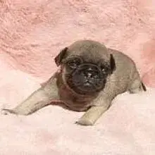 Soulpug cover