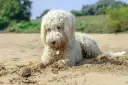 Perro De Agua Espanol