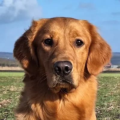 Upsi-Wurf von Emma – Golden Retriever Wurf, Bayern, تمت تربيته بواسطة von der Mountainfielder Dog-Ranch