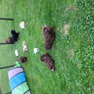 Bild aus Bolomisie in Niederösterreich, wo unsere Bolonka Zwetna (Nationale Rasse)-Hunde in einer liebevollen Umgebung aufwachsen.