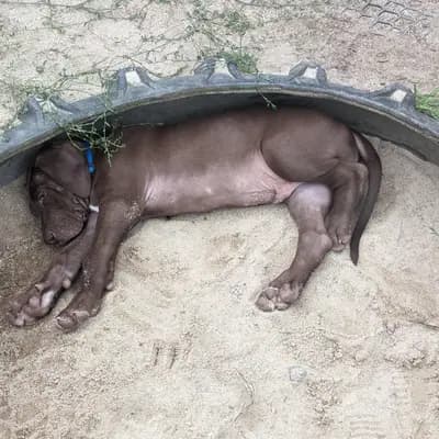 Bild aus Deutsche Doggen von AmasuDiamonds  in Thüringen, wo unsere Deutsche Dogge-Hunde in einer liebevollen Umgebung aufwachsen.
