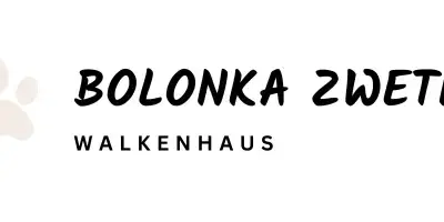 Susi - Bolonka Zwetna (Nationale Rasse) Welpe in Nordrhein-Westfalen