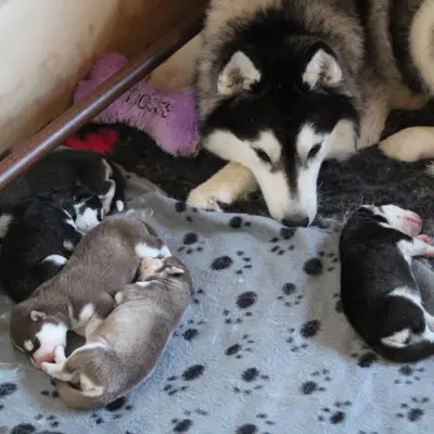 Galerie-Bild von Bright Little Bear  in Niedersachsen, mit Eindrücken unserer Siberian Husky-Zucht.