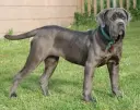 Mastino Napoletano