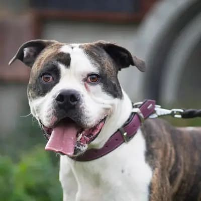Foto von Masou, einem geretteten American Bulldog in Berlin.