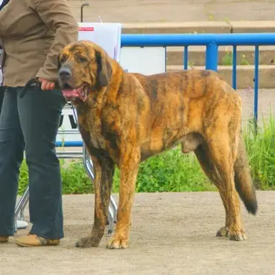 Mastin Espanol breed