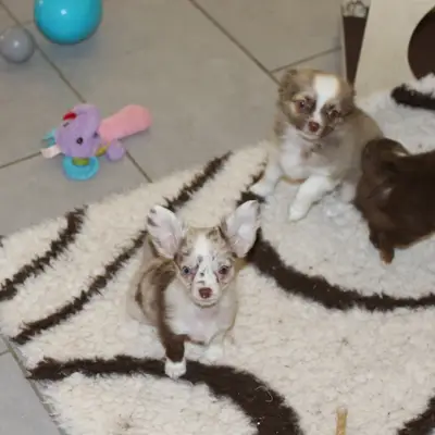 Bild aus Chihauhau Zucht von den Feenkindern in Hessen, wo unsere Chihuahua-Hunde in einer liebevollen Umgebung aufwachsen.