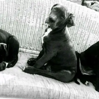 Galerie-Bild von Saupackerwelpen in Mecklenburg-Vorpommern, mit Eindrücken unserer Cane Corso Italiano-Zucht.