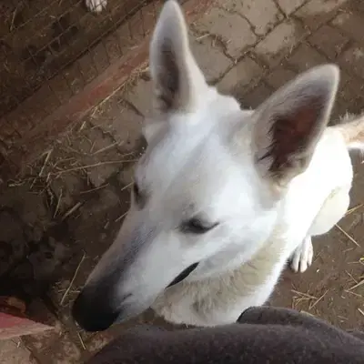 Weisse Schäferhunde vom Meibels Knapp cover