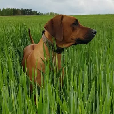 Galerie-Bild von Kennel vom Werratal in Thüringen, mit Eindrücken unserer Rhodesian Ridgeback-Zucht.