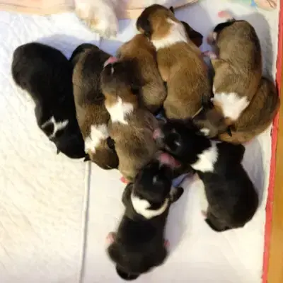 Grazia - Collie (Kurzhaar) Welpe in Baden-Württemberg