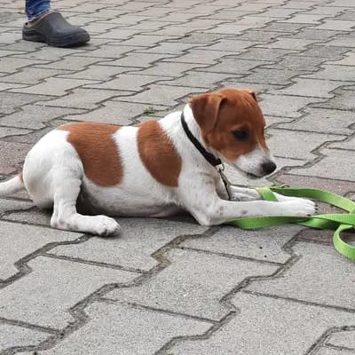 Bild aus vom Reichenwalder Land in Brandenburg, wo unsere Parson Russell Terrier-Hunde in einer liebevollen Umgebung aufwachsen.