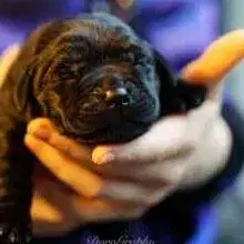 vom Himmel über Holstein cover