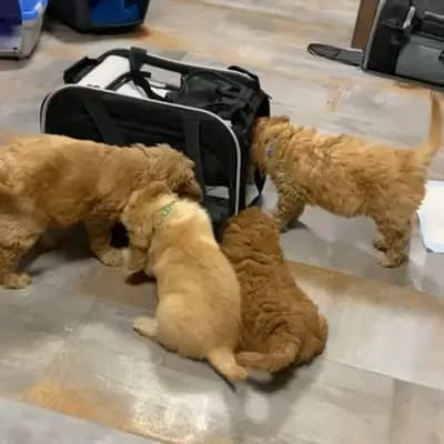 Bild aus Pippi Langstrumf‘s in Bayern, wo unsere Pudel (Toy)-Hunde in einer liebevollen Umgebung aufwachsen.