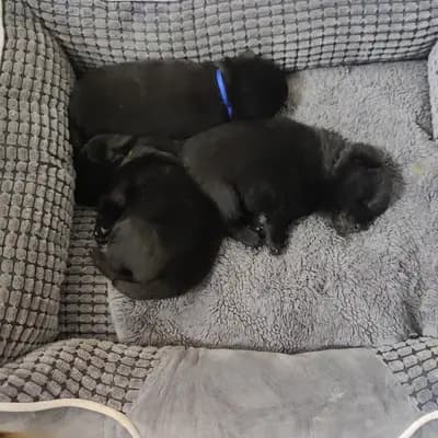 Black Star Schipperkes 