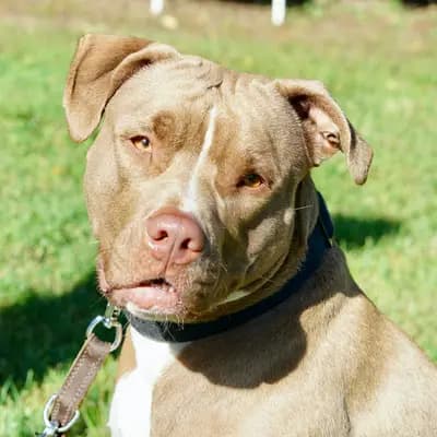 Foto von Luna, einem geretteten American Staffordshire Terrier in Hamburg.