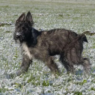 Galerie-Bild von Bouvier des Ardennes Zuchtstätte Hasenhirsch in Bayern, mit Eindrücken unserer Bouvier des Ardennes-Zucht.