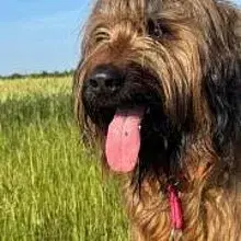 vom Zwackelmann cover