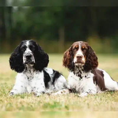 Funny freckles springers cover