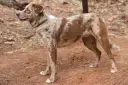 American Leopard Hound