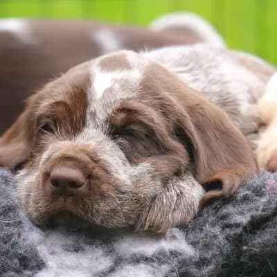 Galerie-Bild von Spinone Italiano vom Bergheimer Hof in Baden-Württemberg, mit Eindrücken unserer Spinone Italiano-Zucht.