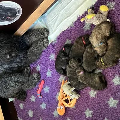 Bild aus Bouviers des Flandres vom Spicher Wäldchen in Nordrhein-Westfalen, wo unsere Bouvier des Flandres-Hunde in einer liebevollen Umgebung aufwachsen.
