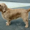 Basset Fauve de Bretagne