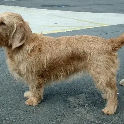 Basset fauve de Bretagne breed