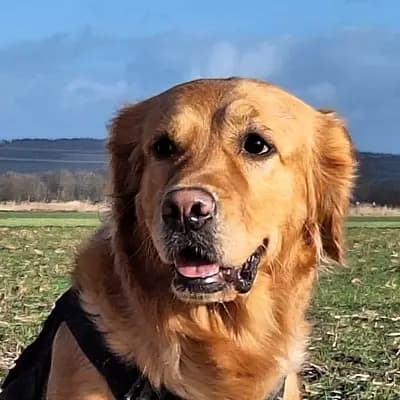 A-Wurf – Golden Retriever Wurf, Bayern, تمت تربيته بواسطة von der Mountainfielder Dog-Ranch