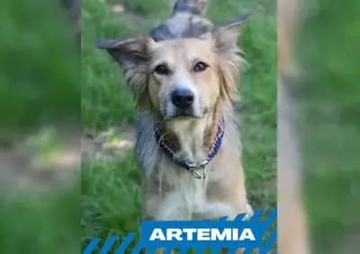 Artemia