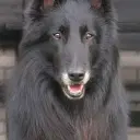 Groenendael