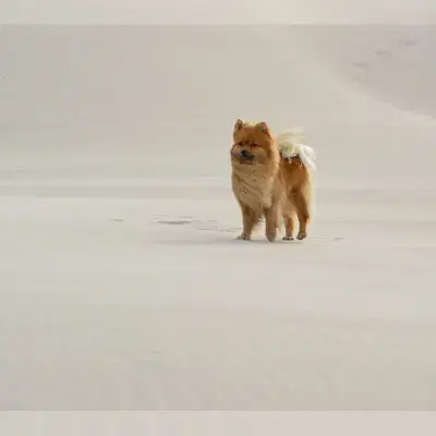 aus dem Spatzengarten cover