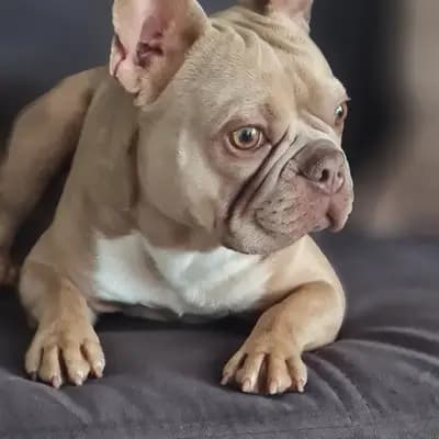 Galerie-Bild von Bully-Traum  in Brandenburg, mit Eindrücken unserer Französische Bulldogge-Zucht.