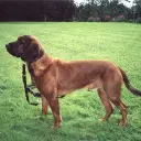 Hannoverscher Schweisshund