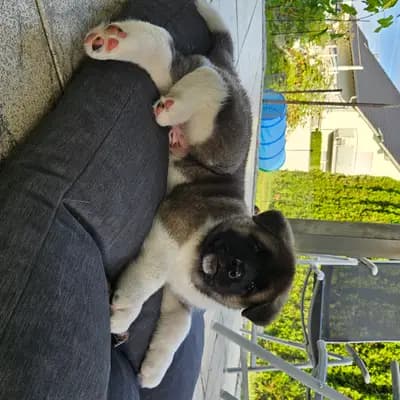 Bild aus On the highest in Baden-Württemberg, wo unsere Amerikanischer Akita-Hunde in einer liebevollen Umgebung aufwachsen.