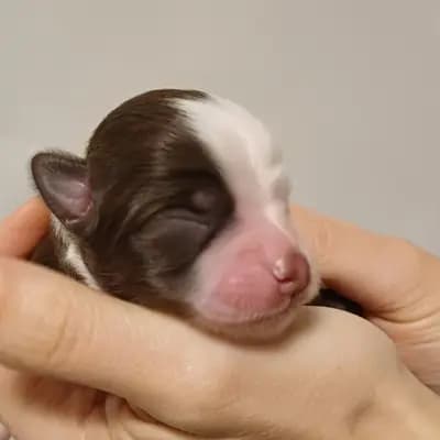 Zero von den Feenkindern - Chihuahua Welpe in Hessen