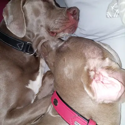 Foto von Misty, einem Weimaraner (kurzhaar)-Elternhund in Niederösterreich.