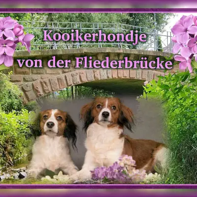 von der Fliederbrücke cover