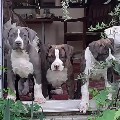 Galerie-Bild von Burnhardt's American XXL Bully in Saarland, mit Eindrücken unserer American Bully-Zucht.